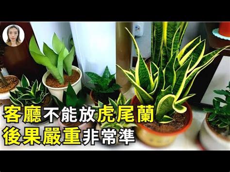 虎尾兰風水|【擺放虎尾蘭風水】虎尾蘭擺放風水招財避厄，居家必備植物